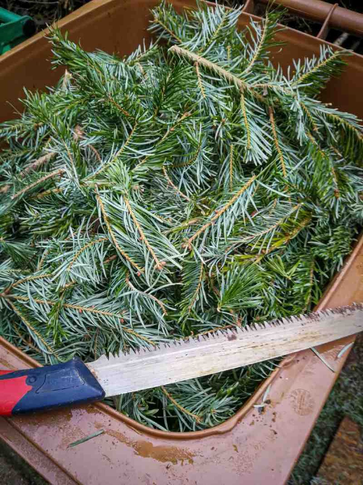 Restos de árbol de Navidad