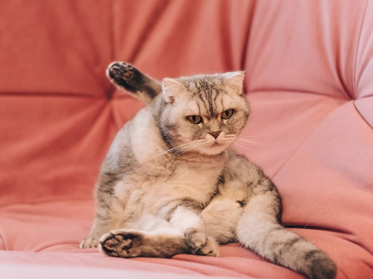 Las pipetas son una de las opciones más populares y efectivas que hay.