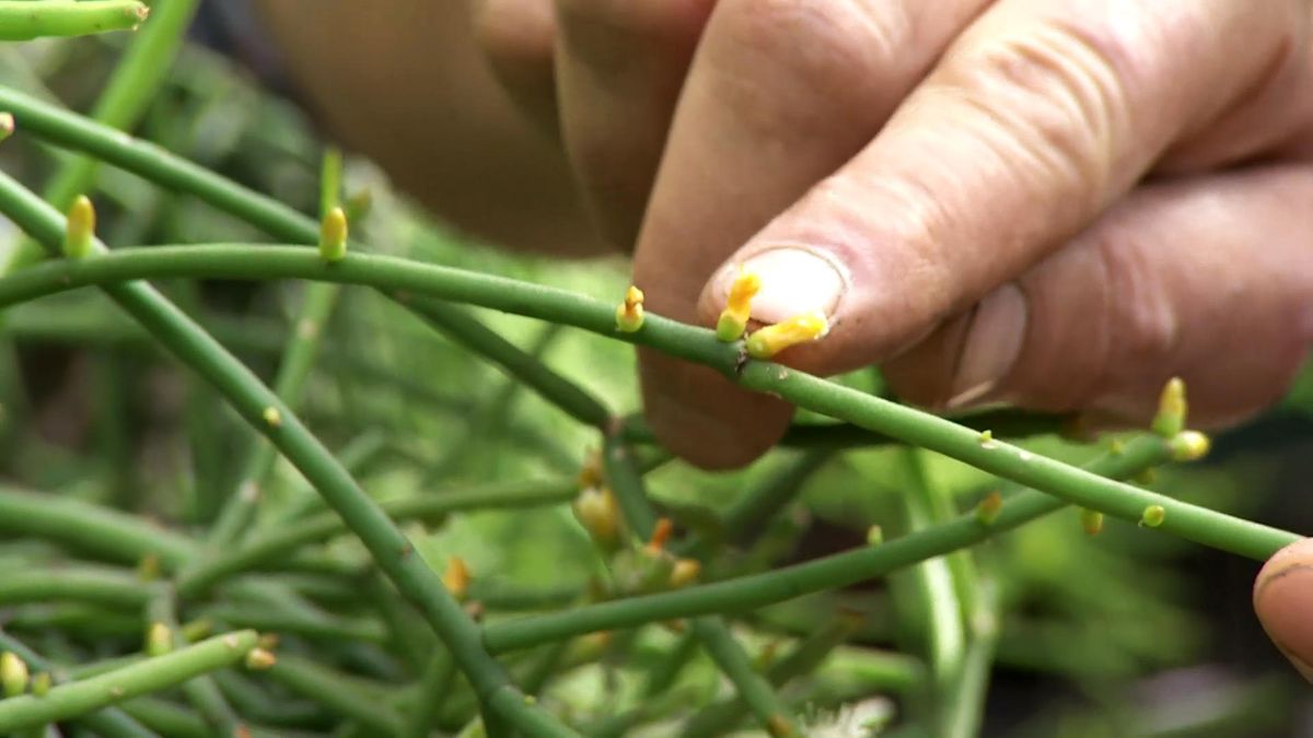 deco727 jardineria Rhipsalis capullos