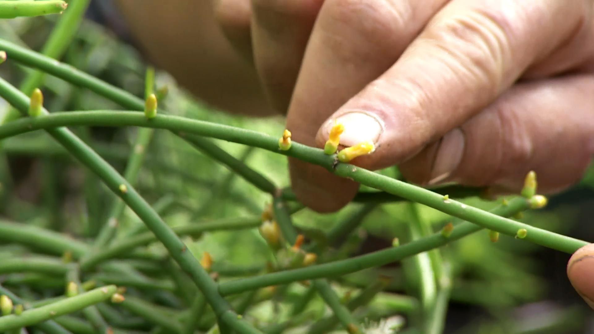 deco727 jardineria Rhipsalis capullos