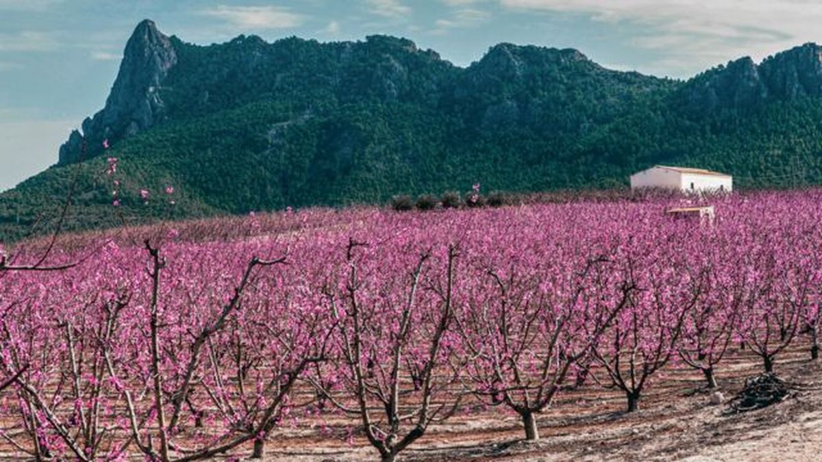 Floración de melocotoneros de Cierza.
