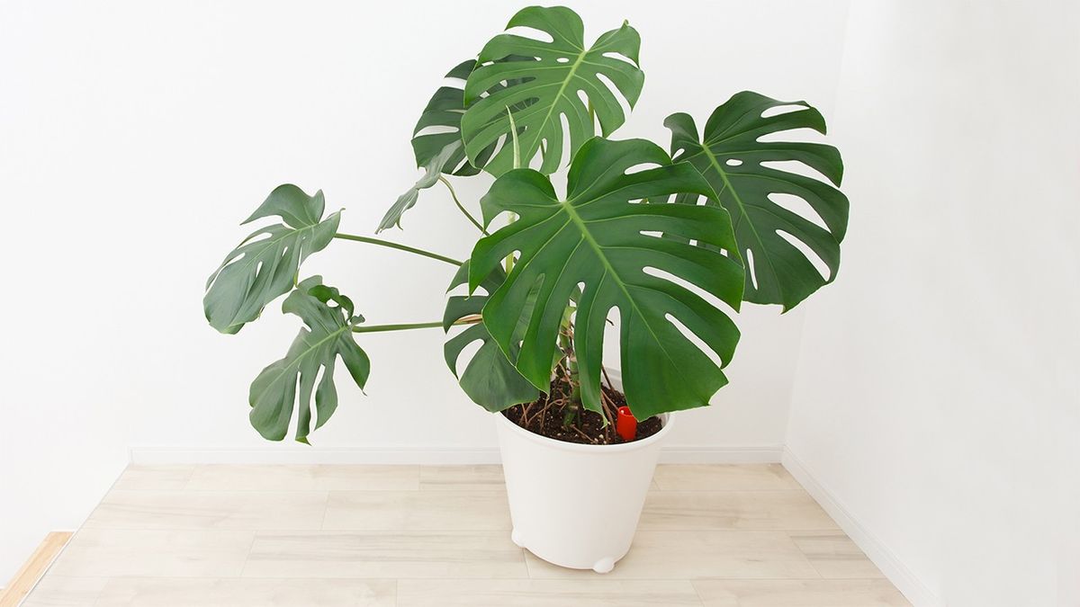 Costilla de adán o Monstera deliciosa