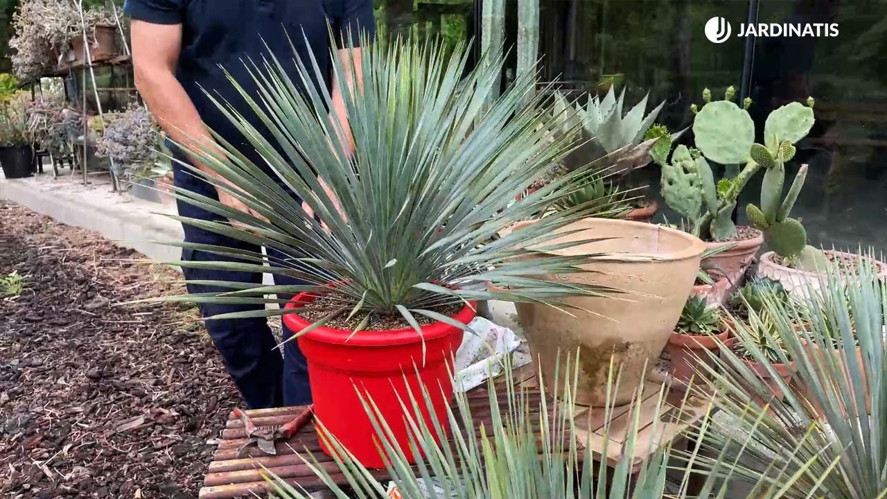 Yucca rostrata carcateristicas cuidados jardinatis 22 19