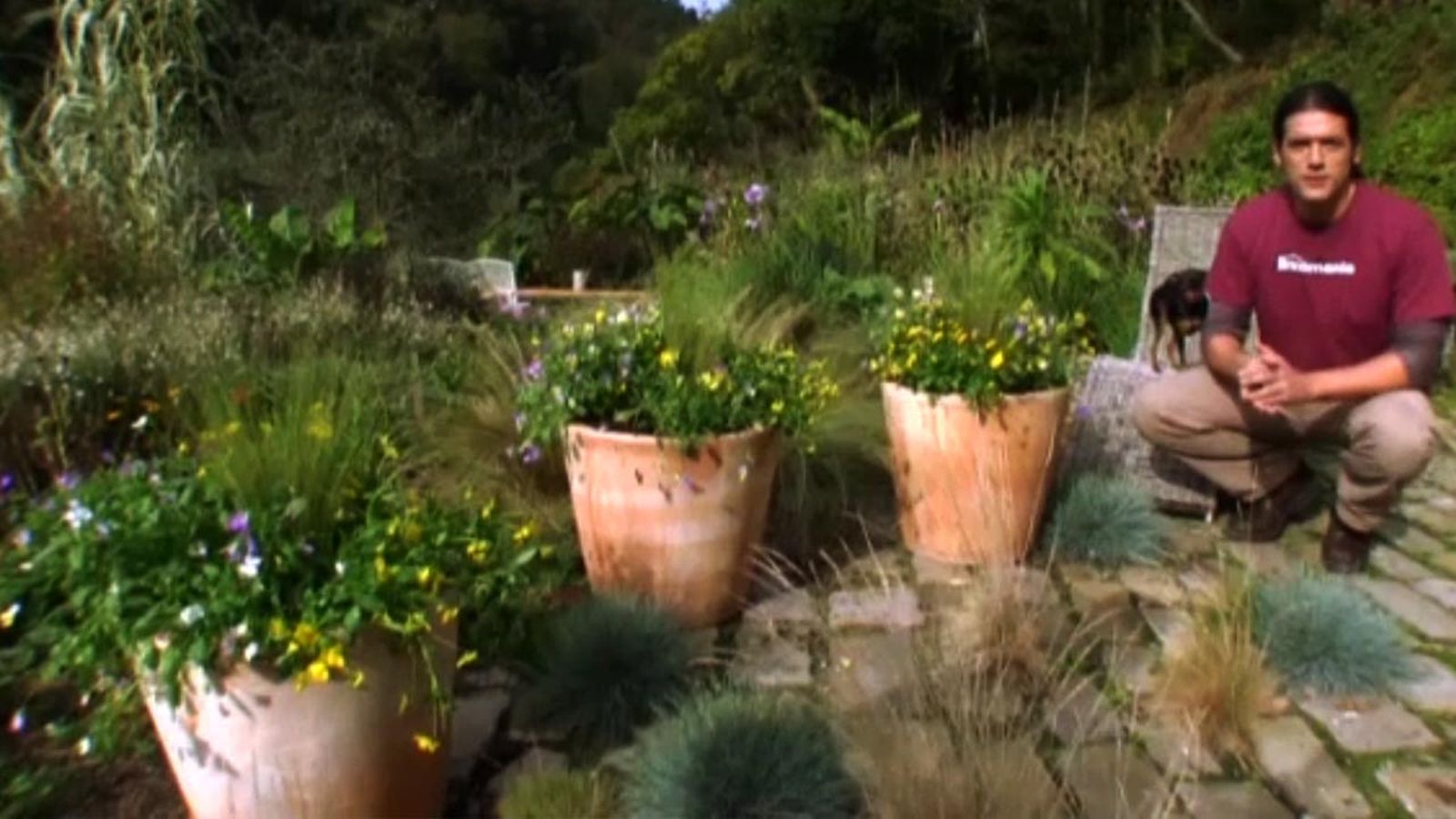 jardineria composicion viola pendula