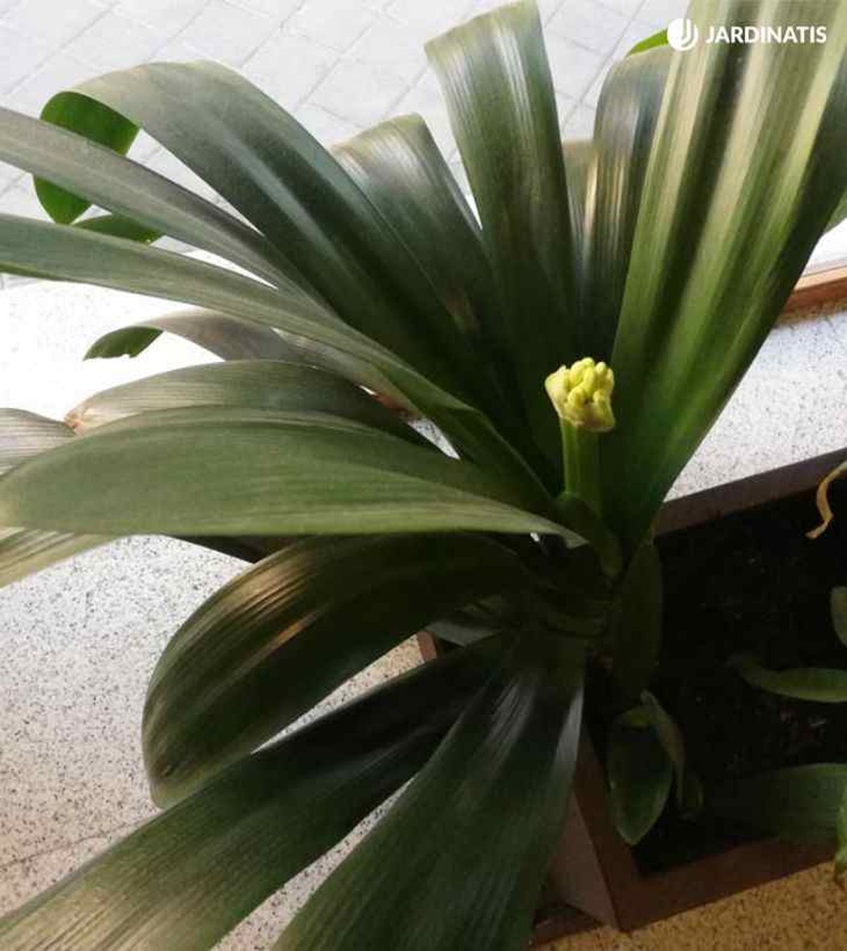 planta clivia en un portal jardinatis