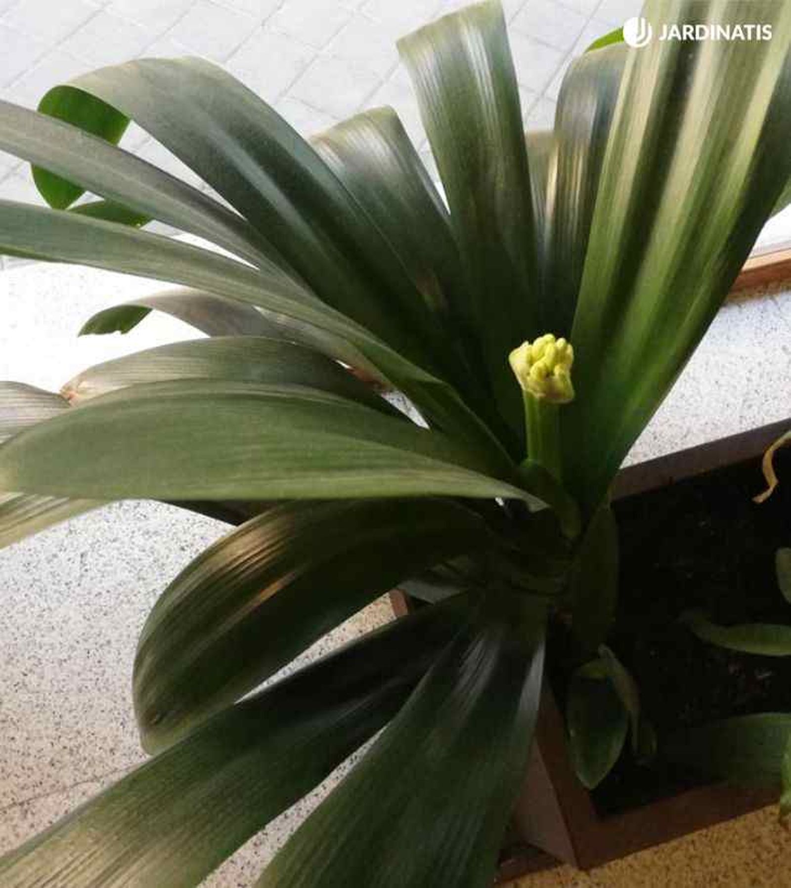 planta clivia en un portal jardinatis