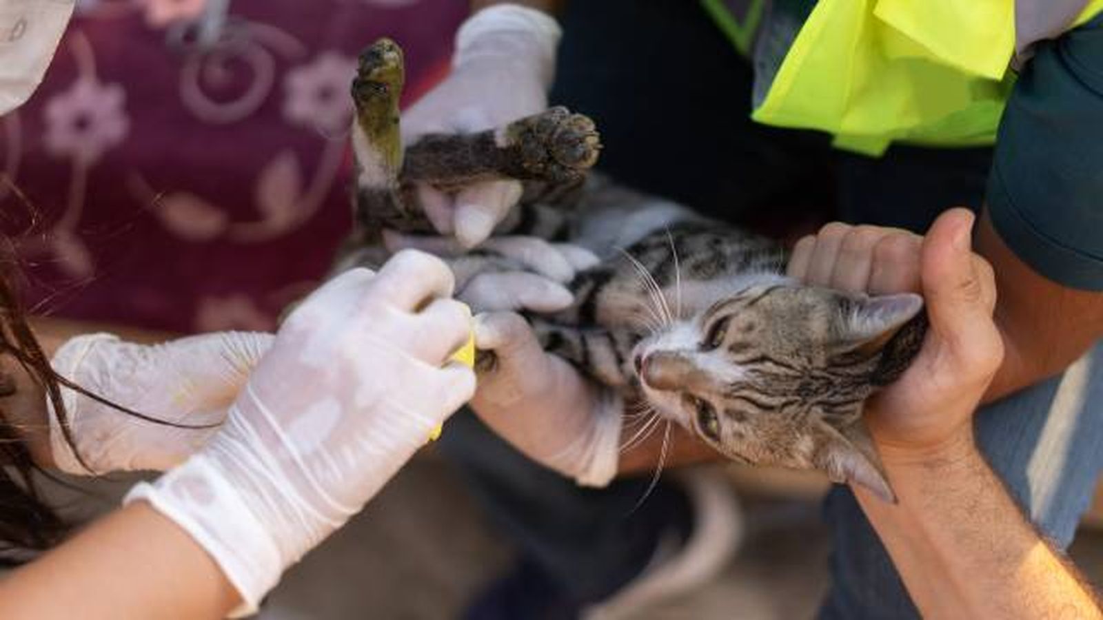 kit evacuacion mascotas desastres naturales