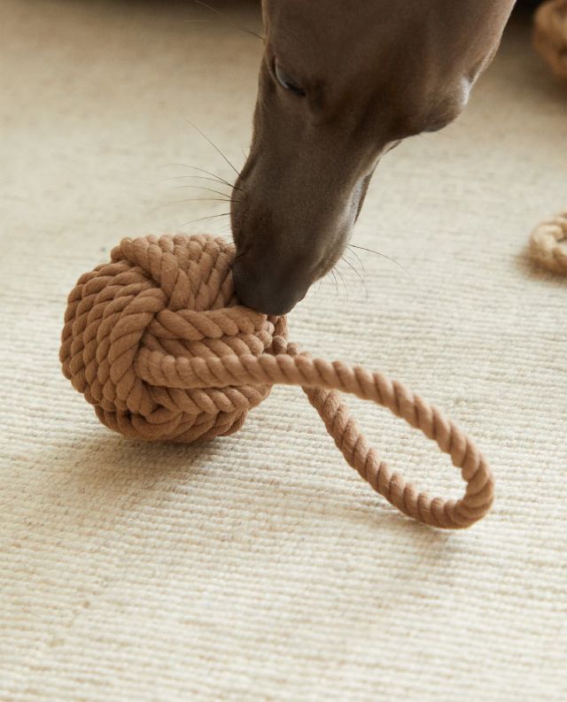 mordedor perro
