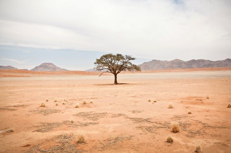 Los  árboles pueden almacenar grandes cantidades de carbono en su biomasa a lo largo de décadas
