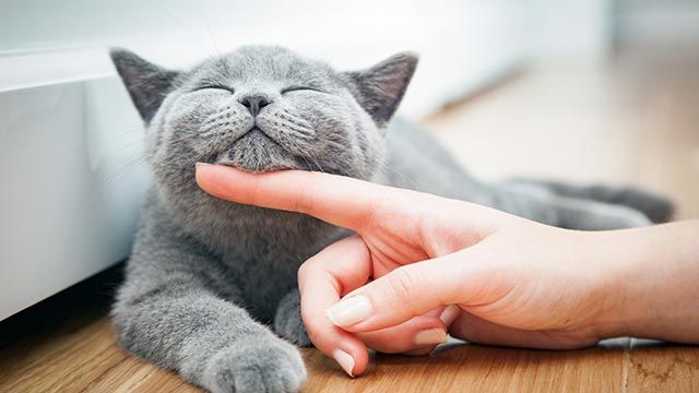 gato mimoso