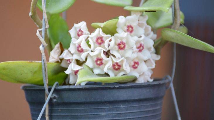 hoya carnosa en maceta colgante