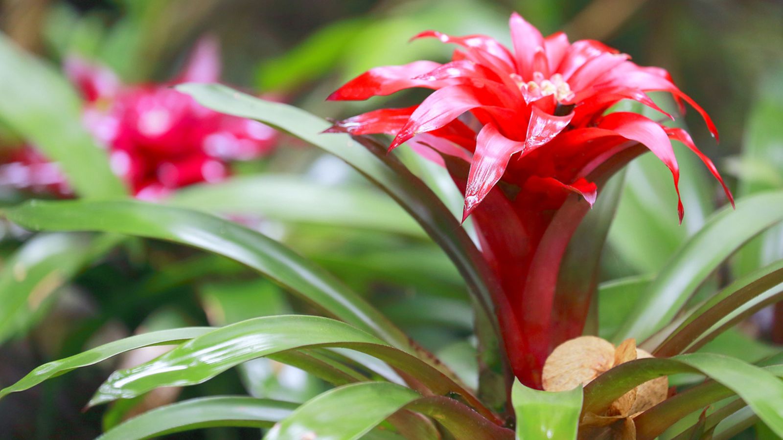 caracteristicas variedades cuidados de las bromelias xl