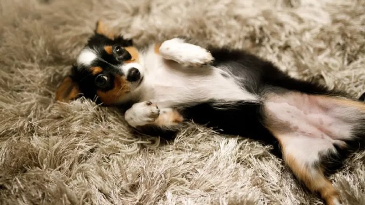 peritonitis en perros 1