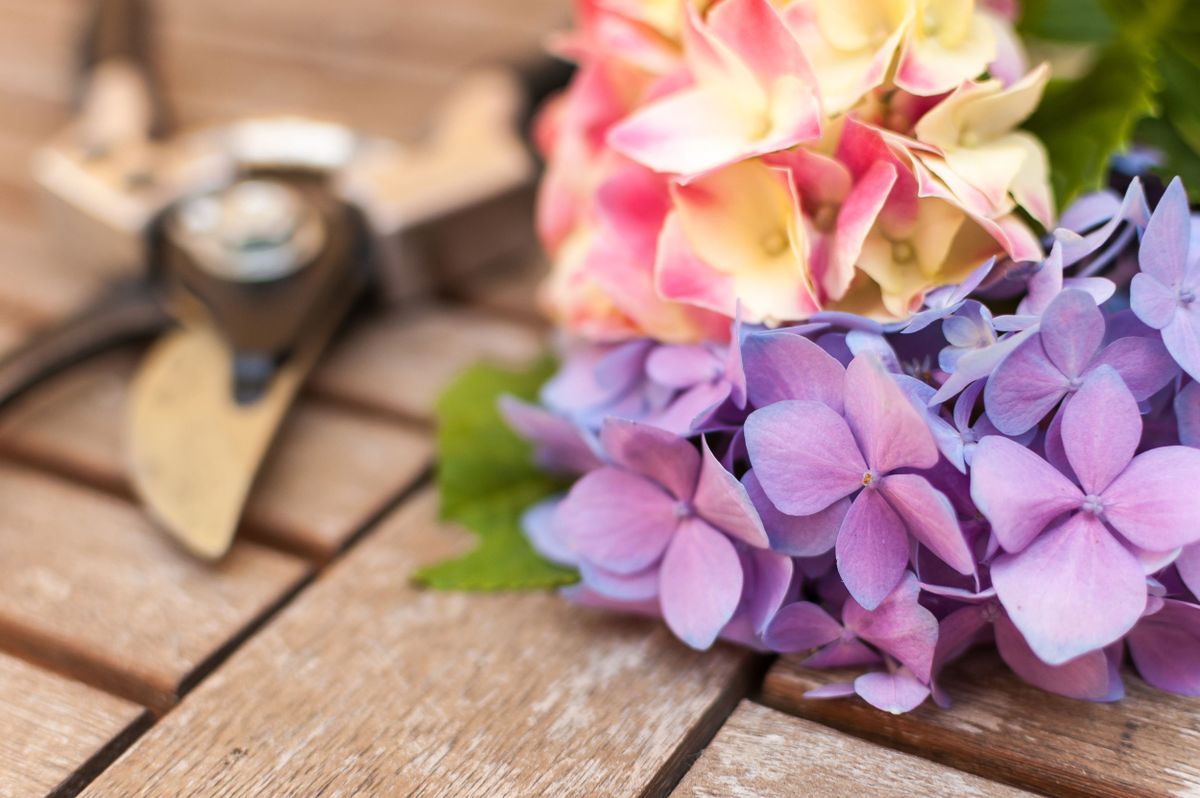Cómo podar las hortensias