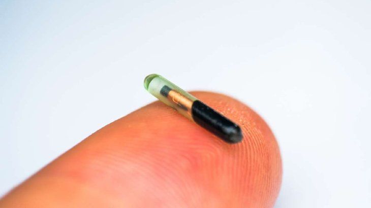 microchip para perros 1