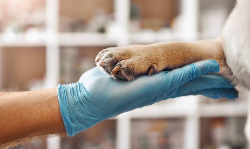Solamente se permitirán estas mutilaciones en casos excepcionales (justificación veterinaria).