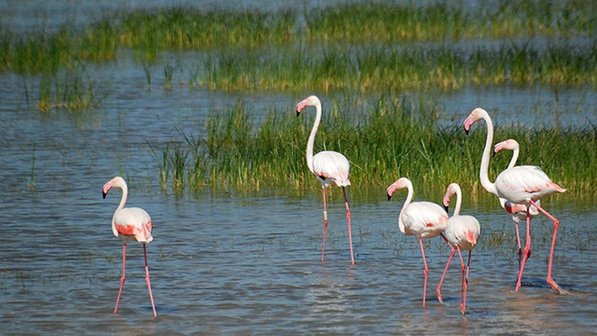 flamencos en el parque nacional de donana