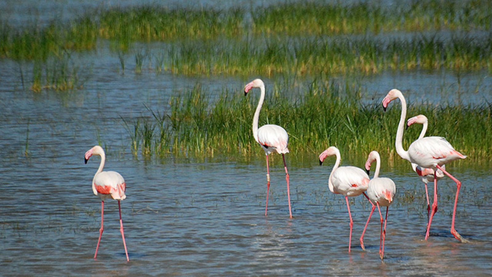 flamencos en el parque nacional de donana