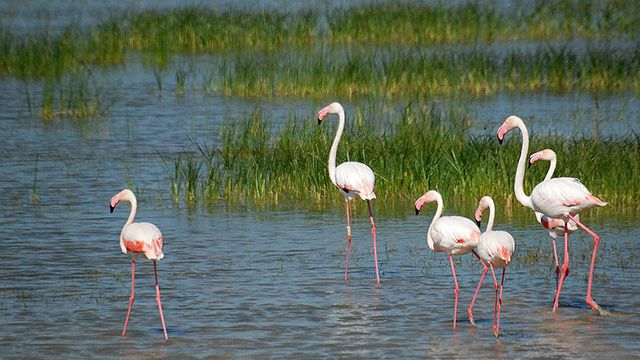 flamencos en el parque nacional de donana