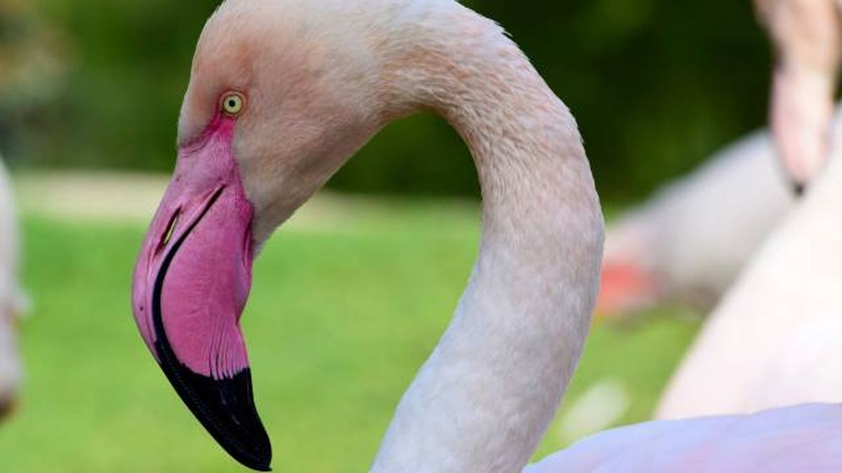 flamencos rosas pico dieta omnivora