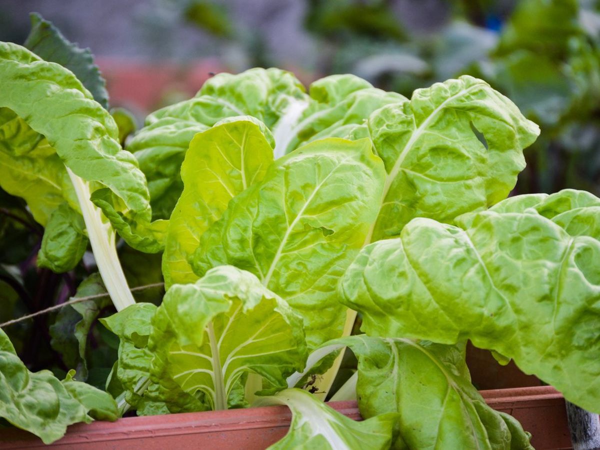 Cultivo de remolacha en jardinera.