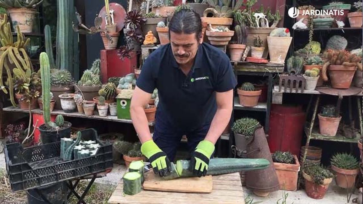 cortar esquejes cactus san pedro jardinatis 22 11