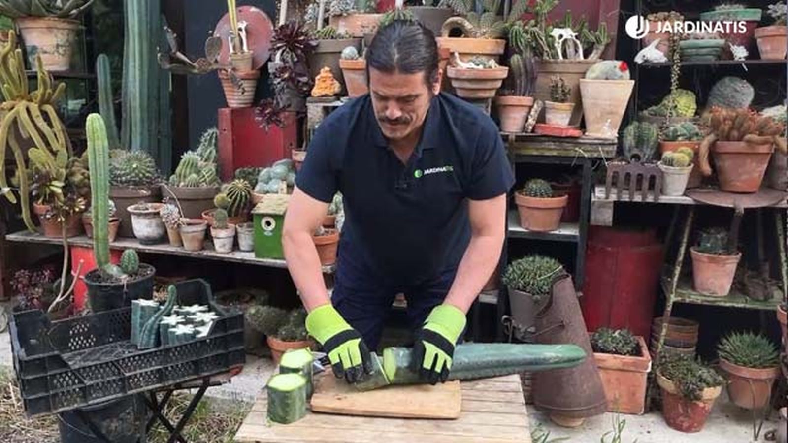 cortar esquejes cactus san pedro jardinatis 22 11
