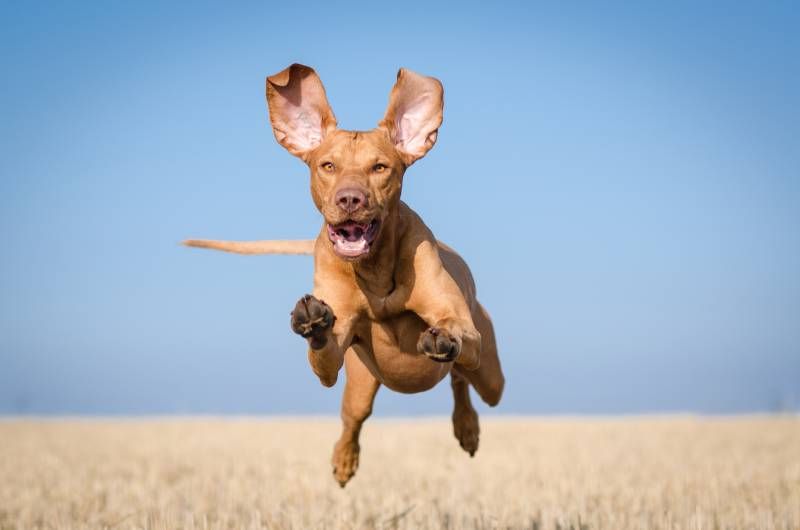 Una raza canina conocida por su velocidad y resistencia.