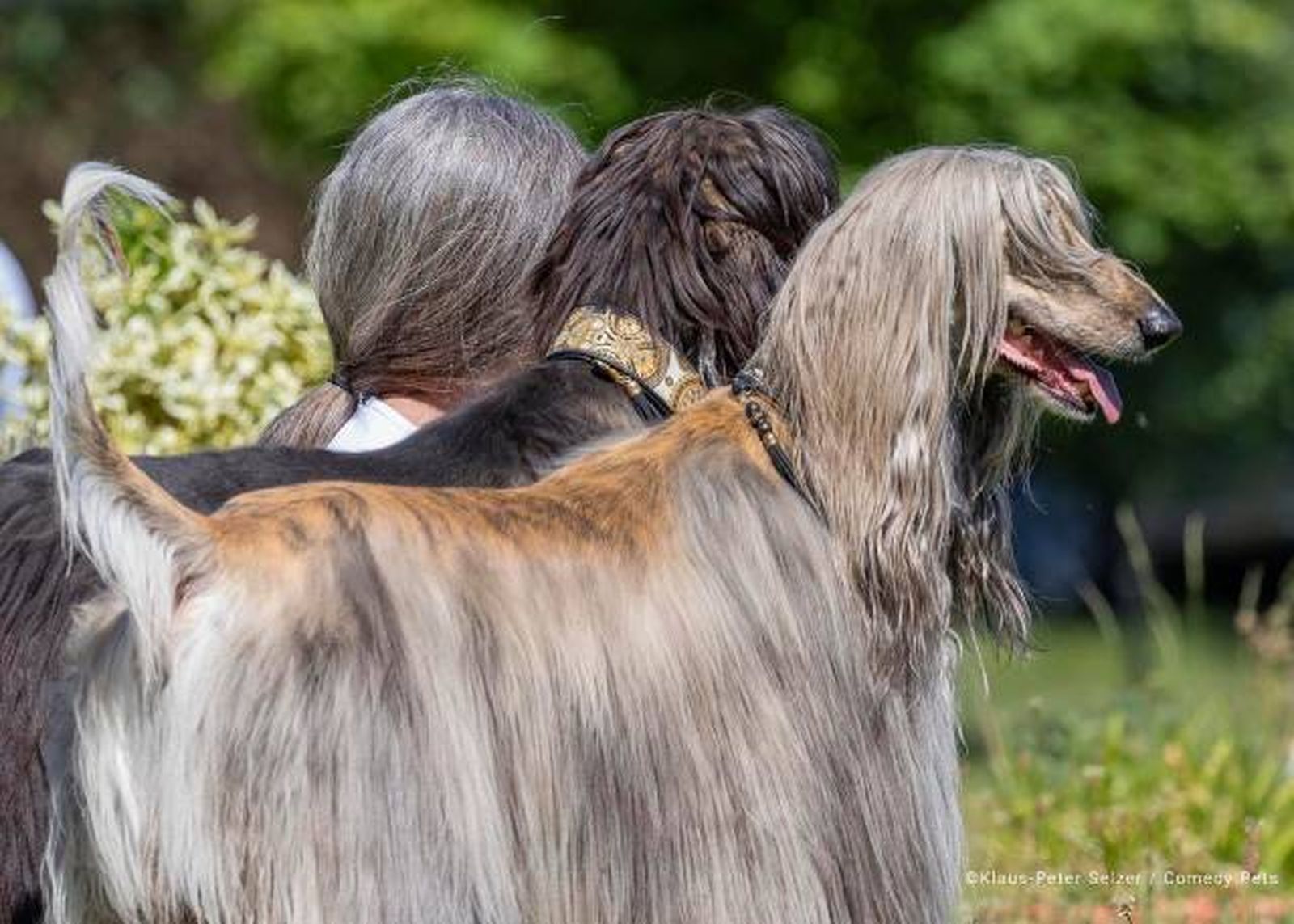 finalista7 premios fotografia Comedy Pet Photo Awards 2023