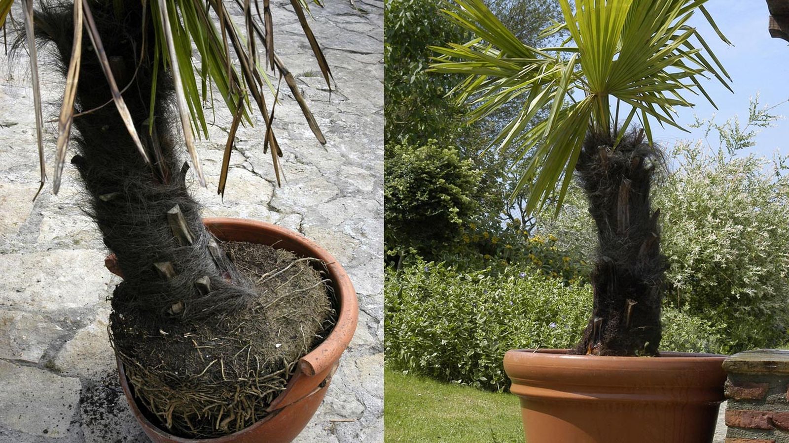 Trasplante de palmera en maceta principal