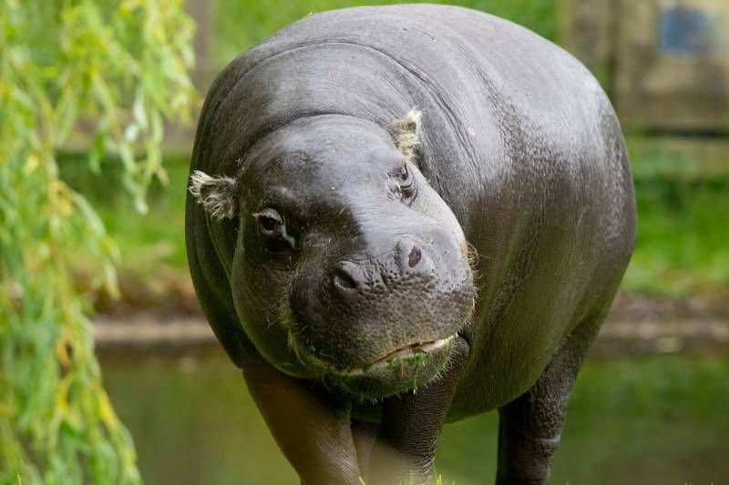 Los hipopótamos pigmeos son una especie de hipopótamo más pequeña que el hipopótamo común.