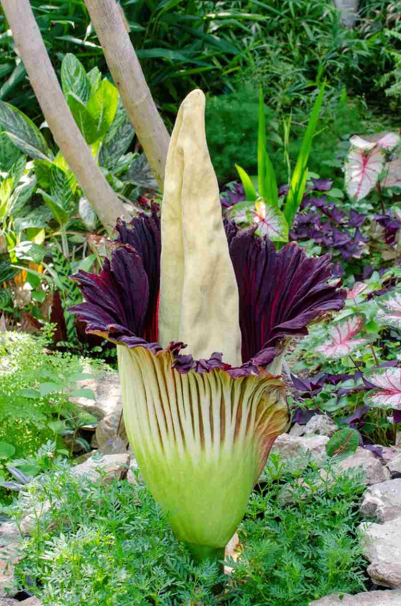 La flor cadaver huele a carne podrida.