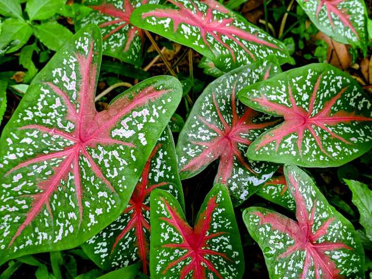Caladium.
