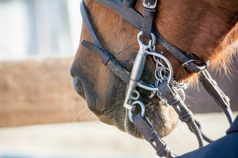 Una correcta identificación permite garantizar al animal el bienestar y la seguridad que se merece.