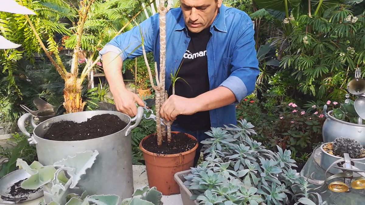 dracaena marginata tronco seco rama