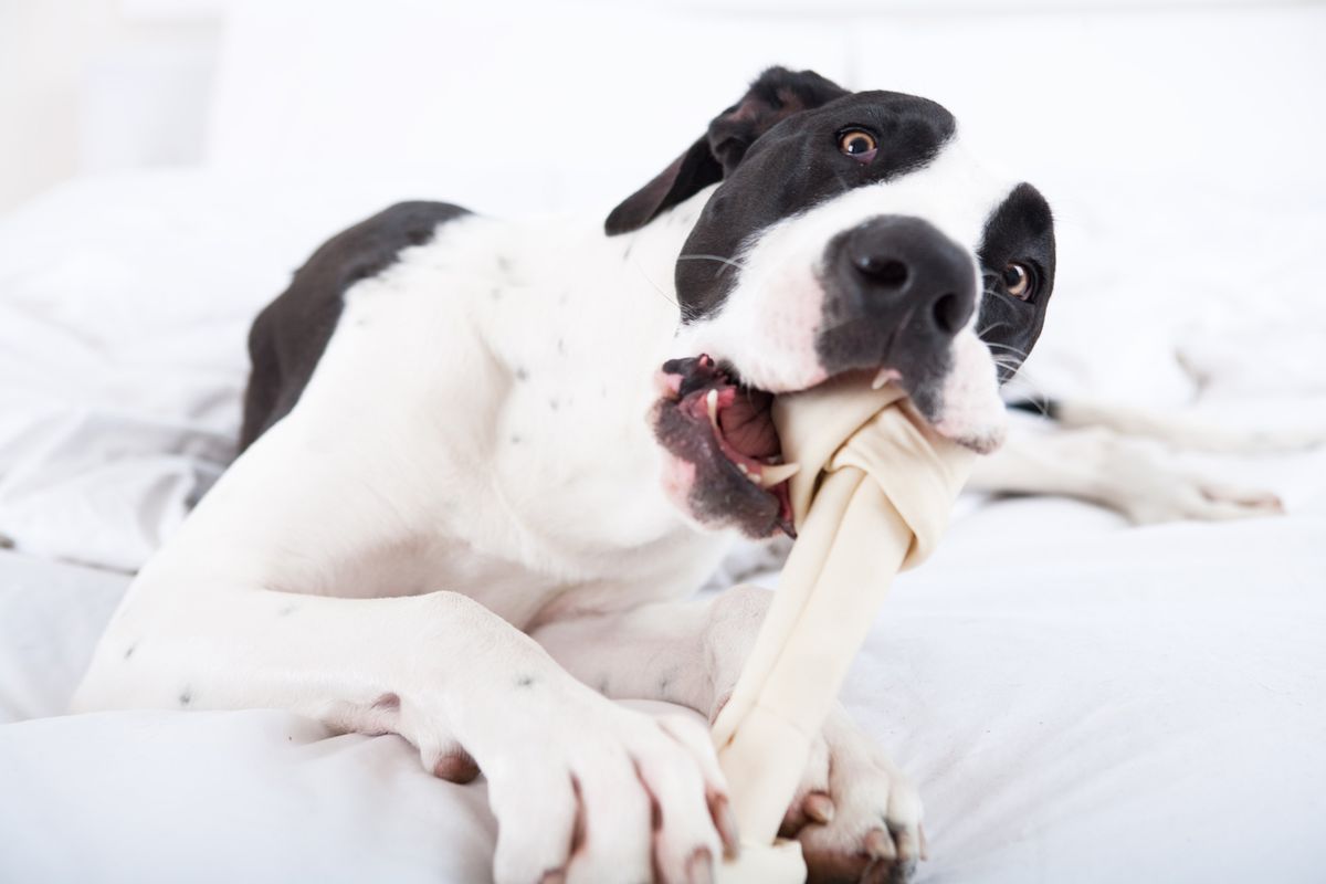 primeros auxilios asifixia atragantamiento XL