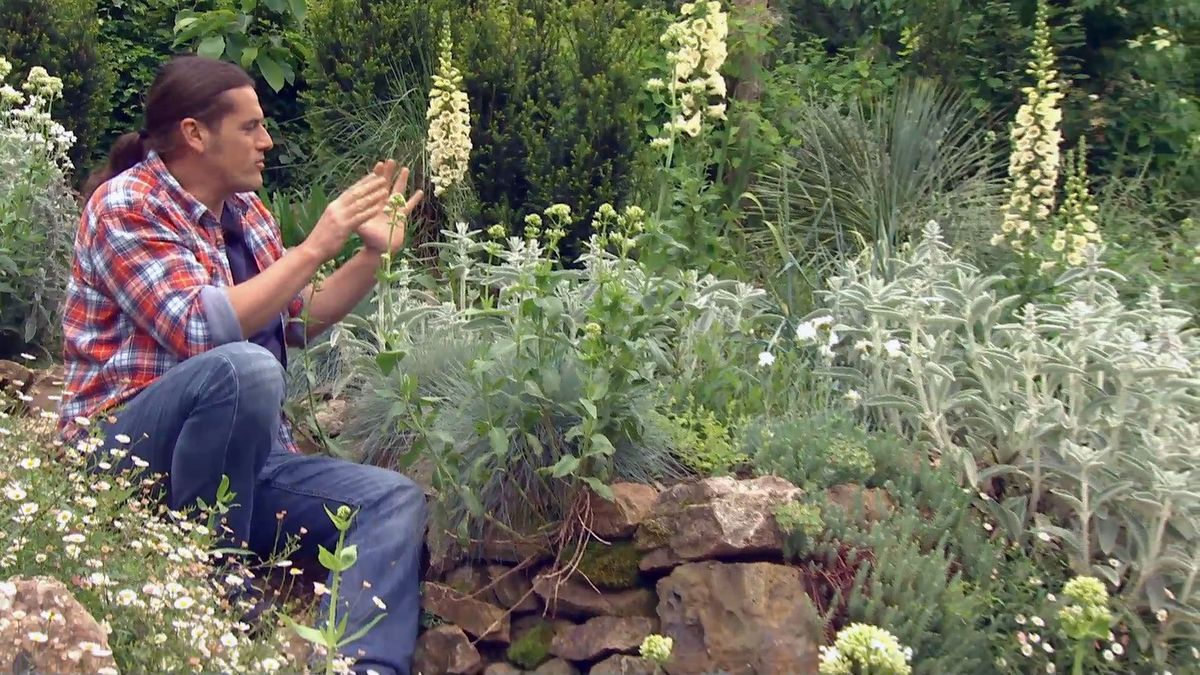 Festuca glauca junto a plantas murales
