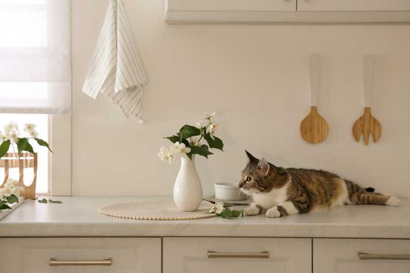 Cocina con luz natural.