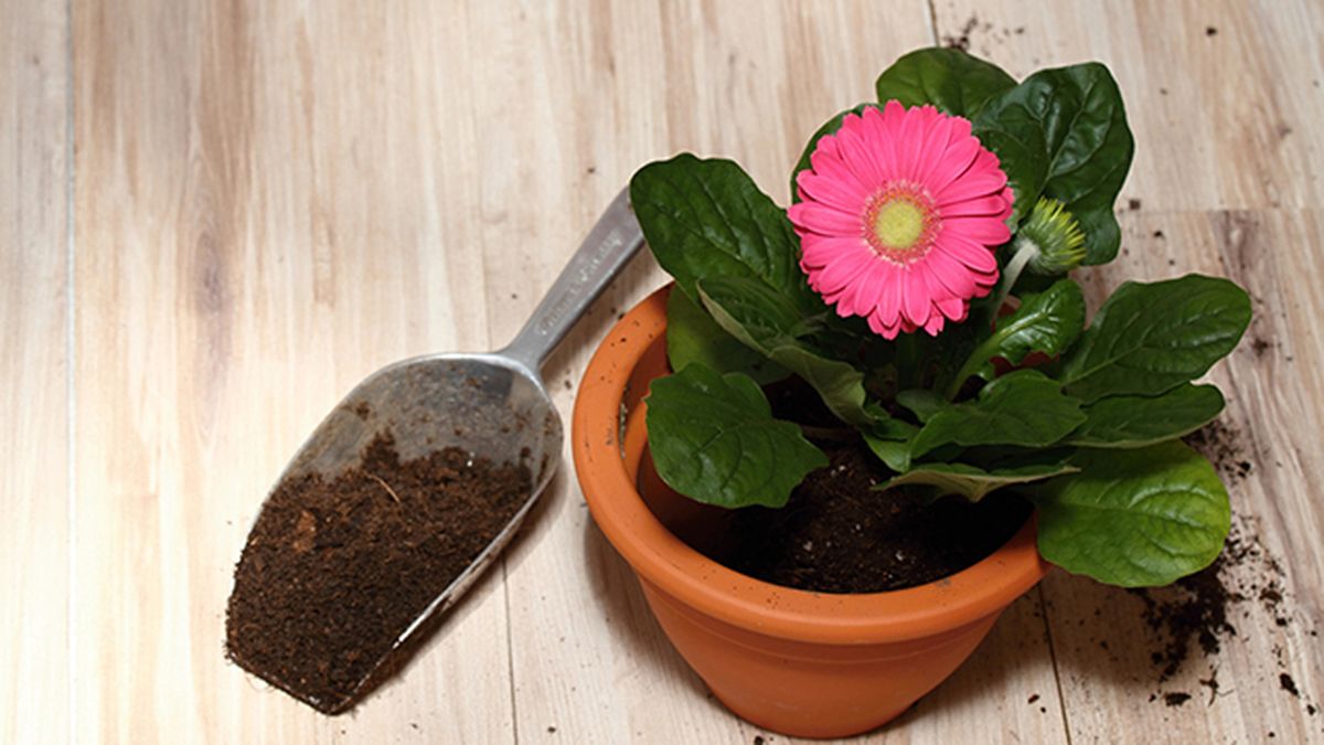 planta gerbera en el hogar cuidados