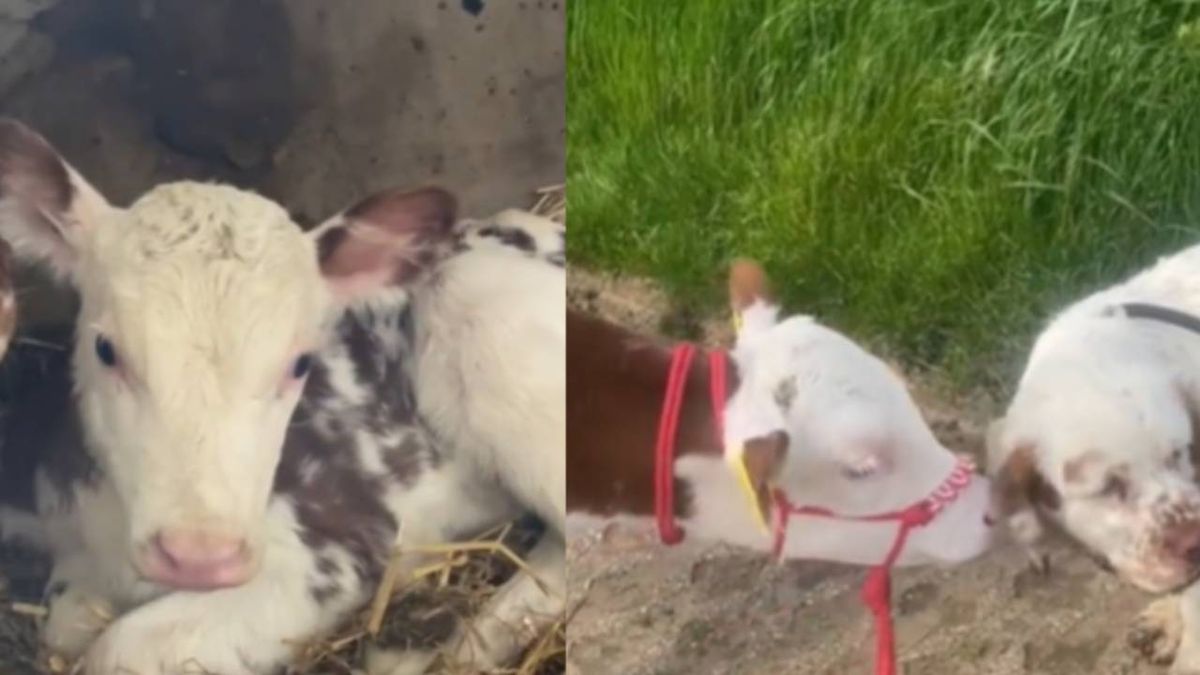 Una vaquilla y un perro que se han convertido en criaturas inseparables