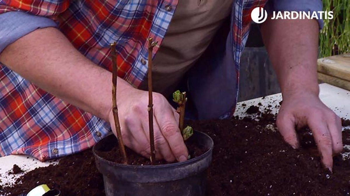 decogarden 645 esquejes hortensias rosales plantacion