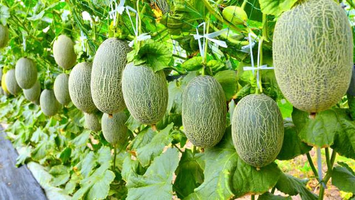 trucos elegir el mejor melon melones planta