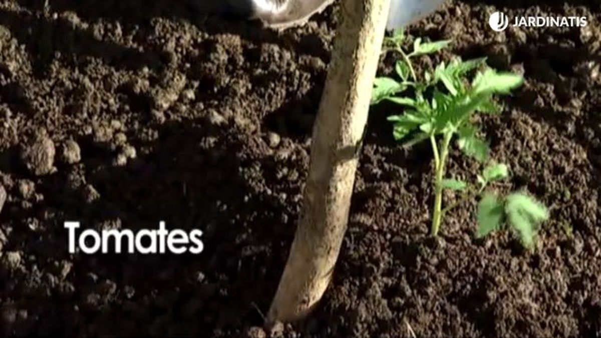 como plantar tomates en la huerta brico 641