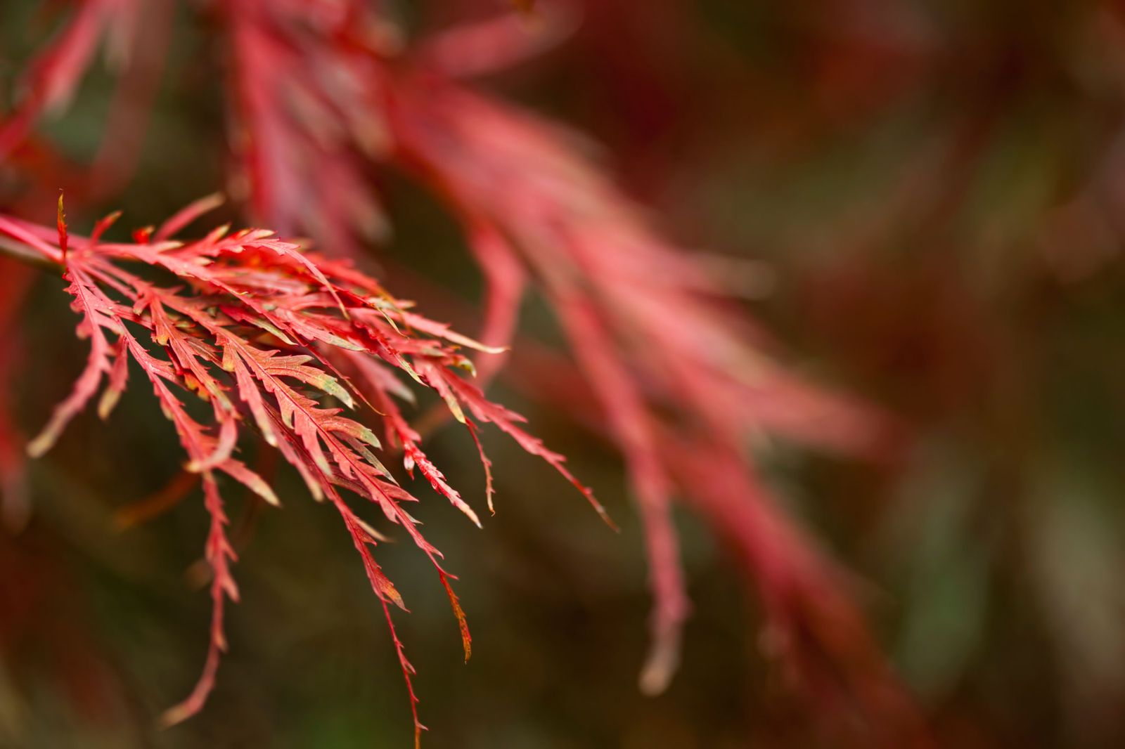 Acer Palmatum Dissectum Atropurpureum