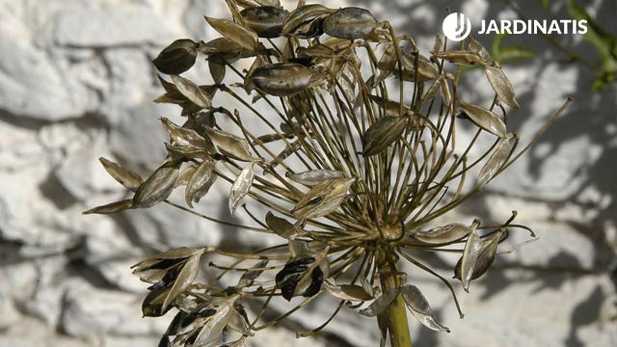 plantacion contra fachada agapanto