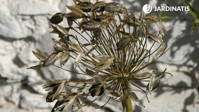 plantacion contra fachada agapanto