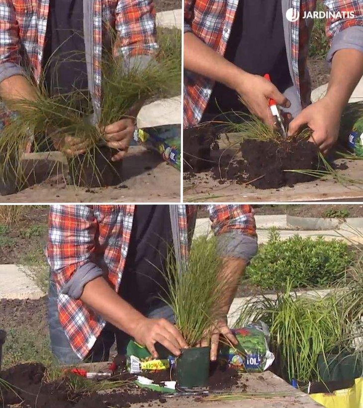 como reproducir carex deco 673