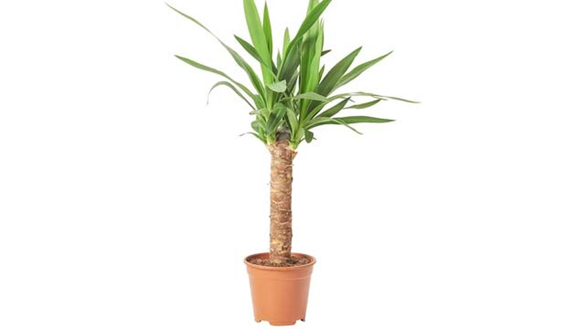 Yucca elephantipes ikea