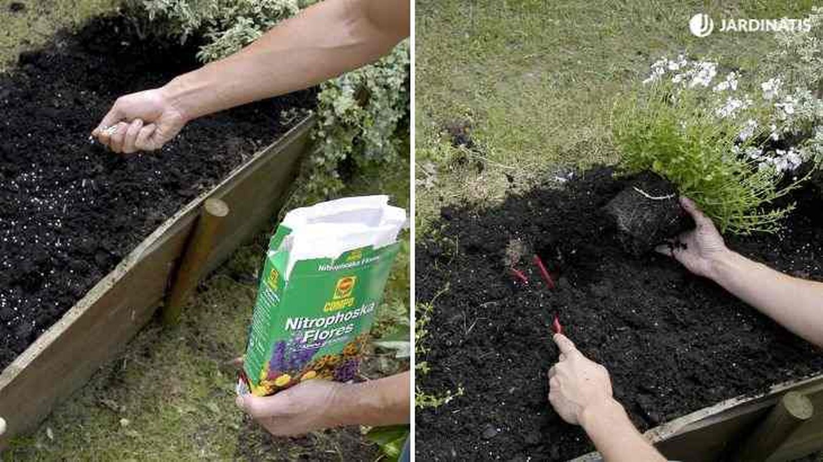 plantacion de nemesia brico 301