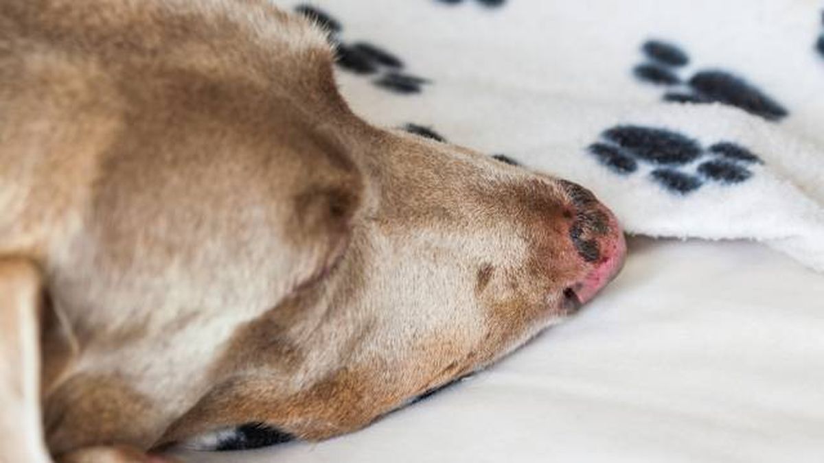 cremas solares para perros y gatos de pelo corto prevenir quemaduras